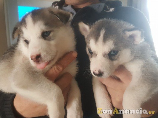 Cachorros de husky siberiano registrados.